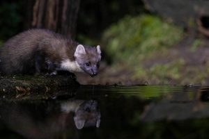 Un ucrainean a incercat sa intre in Romania cu piei de jder evaluate la 30000 de lei