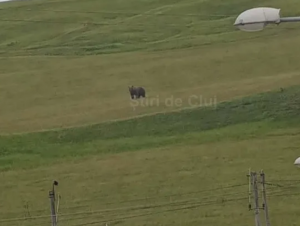 VIDEO Avertizare Un urs a atacat o stana in Cojocna judetul Cluj ucigand un caine Autoritatile sunt in alerta