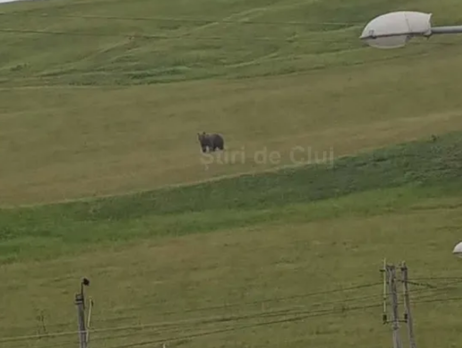 VIDEO. Avertizare: Un urs a atacat o stână în Cojocna, județul Cluj, ucigând un câine. Autoritățile sunt în alertă. 2 VIDEO Avertizare Un urs a atacat o stana in Cojocna judetul Cluj ucigand un caine Autoritatile sunt in alerta