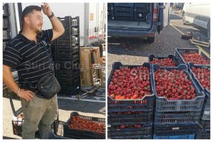 VIDEO Descopera unde gasesti capstuni din Satu Mare la Cluj la cel mai bun pret 9 lei kg Se apropie sfarsitul sezonului nu rata ultimele capstuni proaspete