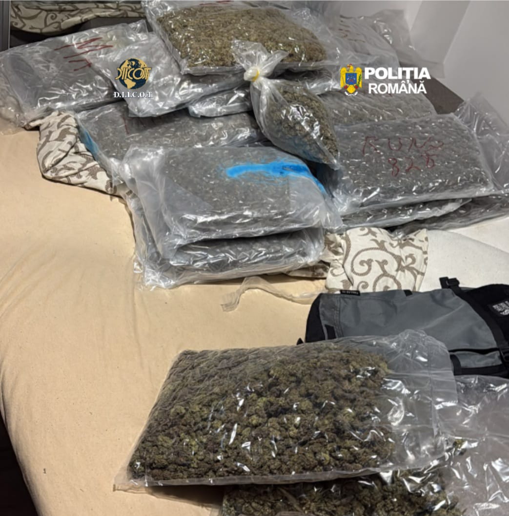Zeci de kilograme de canabis găsite într-o locuință din Cluj-Napoca 2 Zeci de kilograme de canabis gasite intr o locuinta din Cluj Napoca