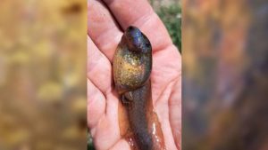 descoperire surprinzatoare ce este creatura misterioasa gasita recent intr o mlastina din europa