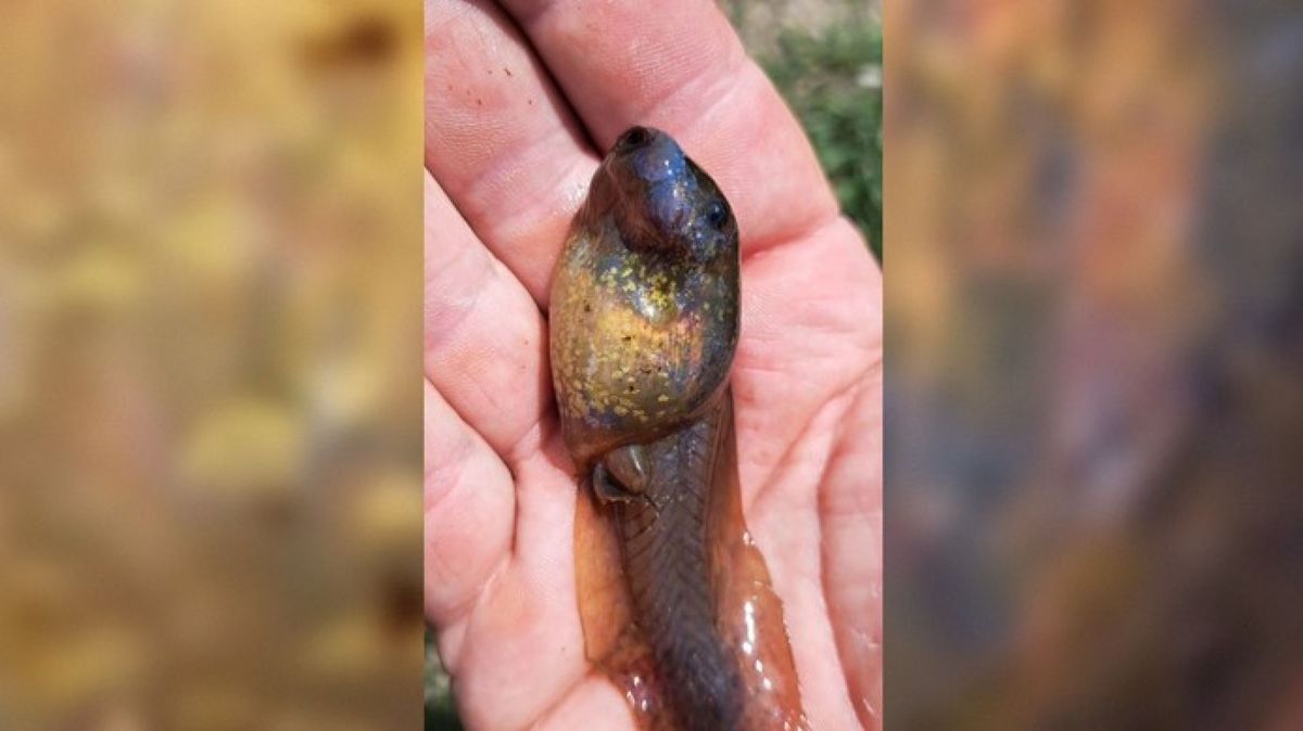 Descoperire surprinzătoare! Ce este creatura misterioasă găsită recent într-o mlaștină din Europa 2 descoperire surprinzatoare ce este creatura misterioasa gasita recent intr o mlastina din europa