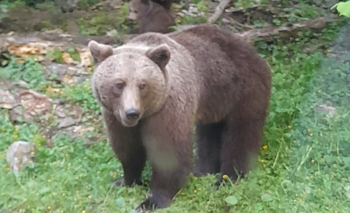 Alerte de URS intr o comuna din judetul Cluj Evitati deplasari in zona si nu va apropiati de animal
