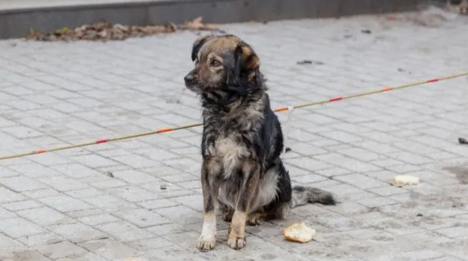 Apel pentru salvarea unui caine din Parcul Feroviarilor din Cluj Napoca Ii urmeaza pe oameni si pare ca asteapta pe cineva