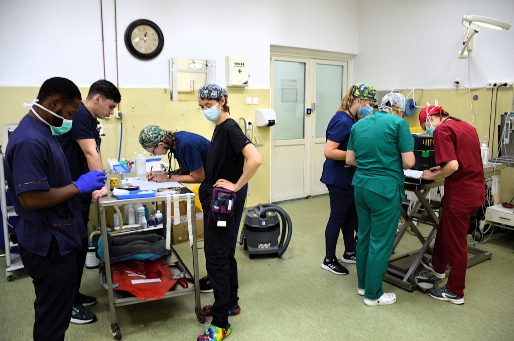 Clujenii pot aduce cainii si pisicile pentru sterilizare gratuita la USAMV Cluj Napoca Campania maraton va avea loc la sfarsitul acestei saptamani