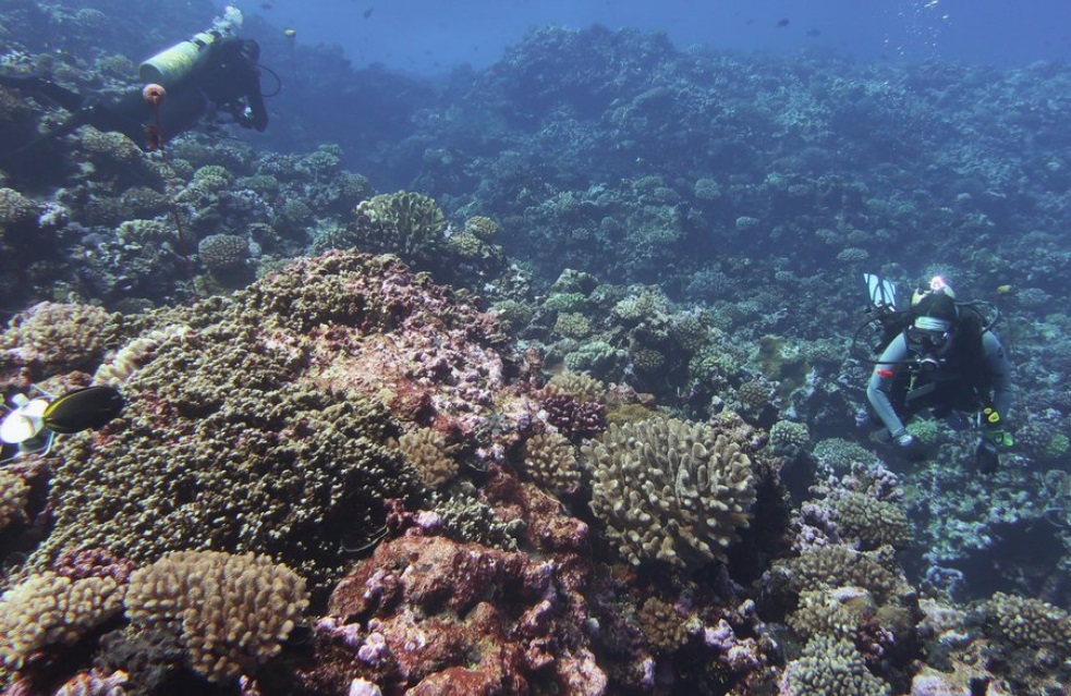 Marea Bariera de Corali se confrunta cu riscul colapsului ecosistemului din cauza fenomenului El Nino
