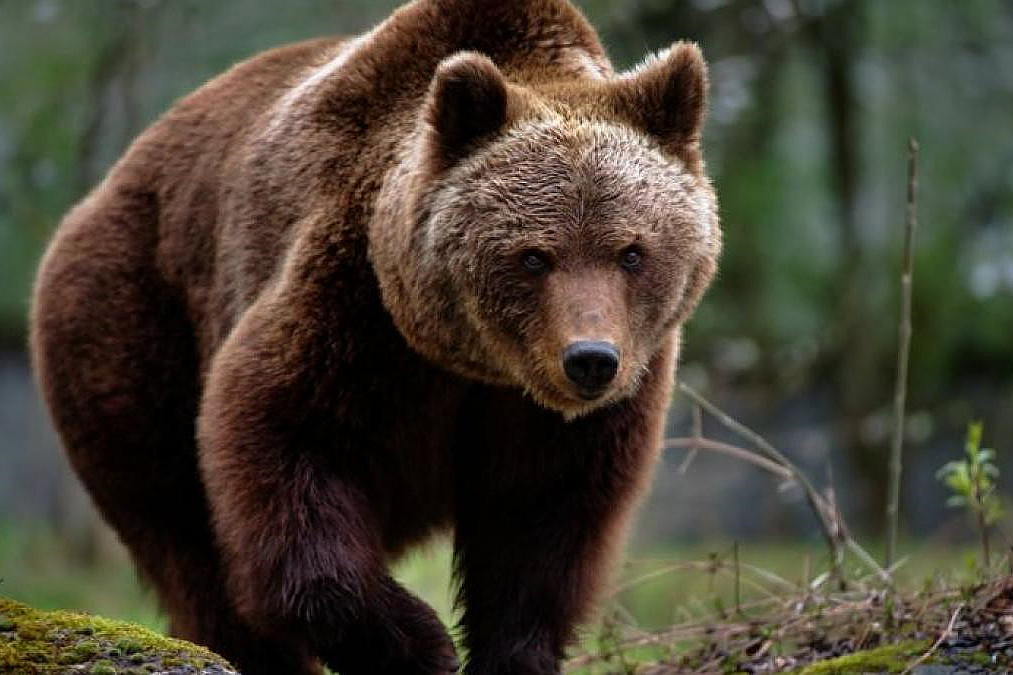 O ursoaica a fost capturata si eutanasiata in Poiana Brasov