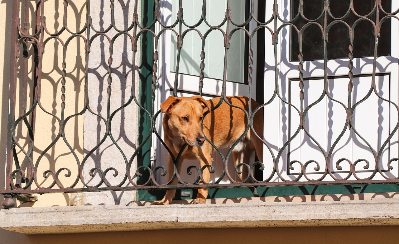 Un caine latra neincetat intr un bloc din Cluj Napoca iar proprietara a promis o solutie Doua luni mai trziu situatia este acelasi