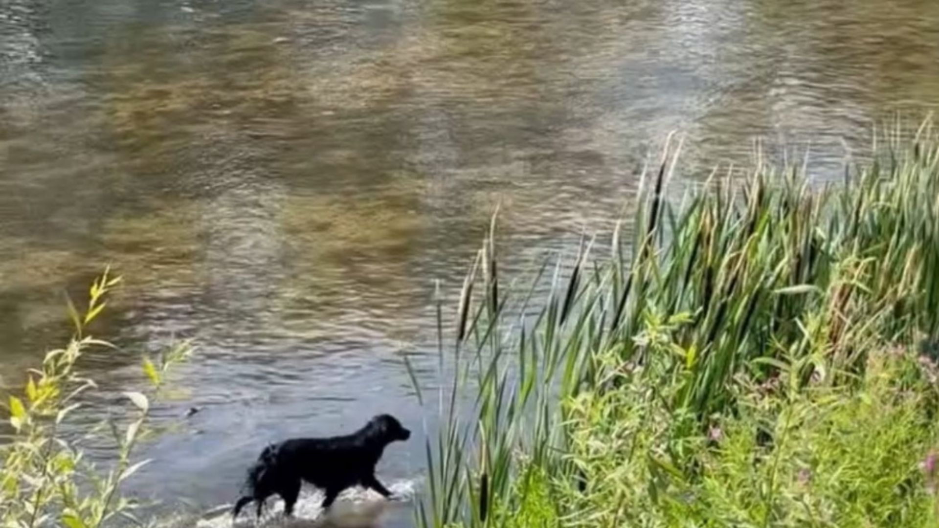 VIDEO Dram a unui caine prins in apa Animalul inoata de ore fara sa reuseasca sa ajunga la mal Nici pompierii nu au reusit sa l salveze