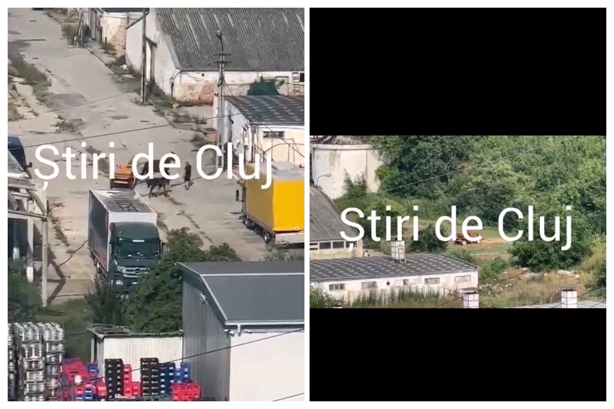 video scenate socante in floresti un barbat surprins in timp ce biciuie un cal am chemat imediat politia animalelor