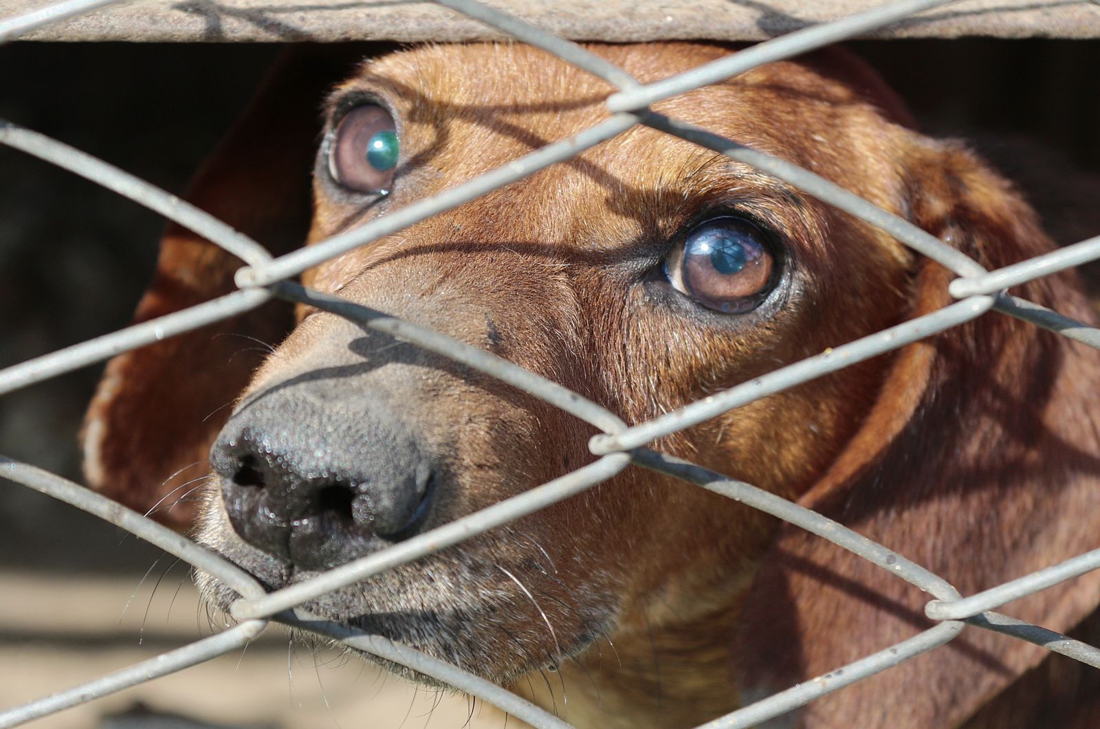 Autoritatile din Coreea de Nord recomanda cetatenilor sa consume supa de caine pentru a face fata caniculei