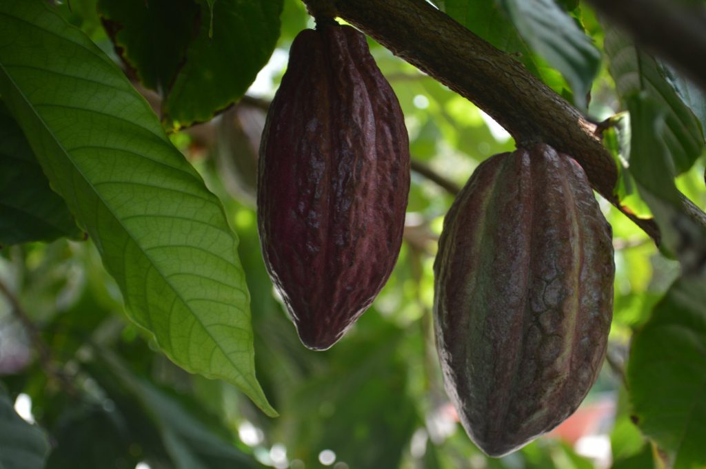 Fermierii de cacao din Ghana se confrunta cu o pedeapsa de pana la 20 de ani de inchisoare pentru incalcarea unei noi legi