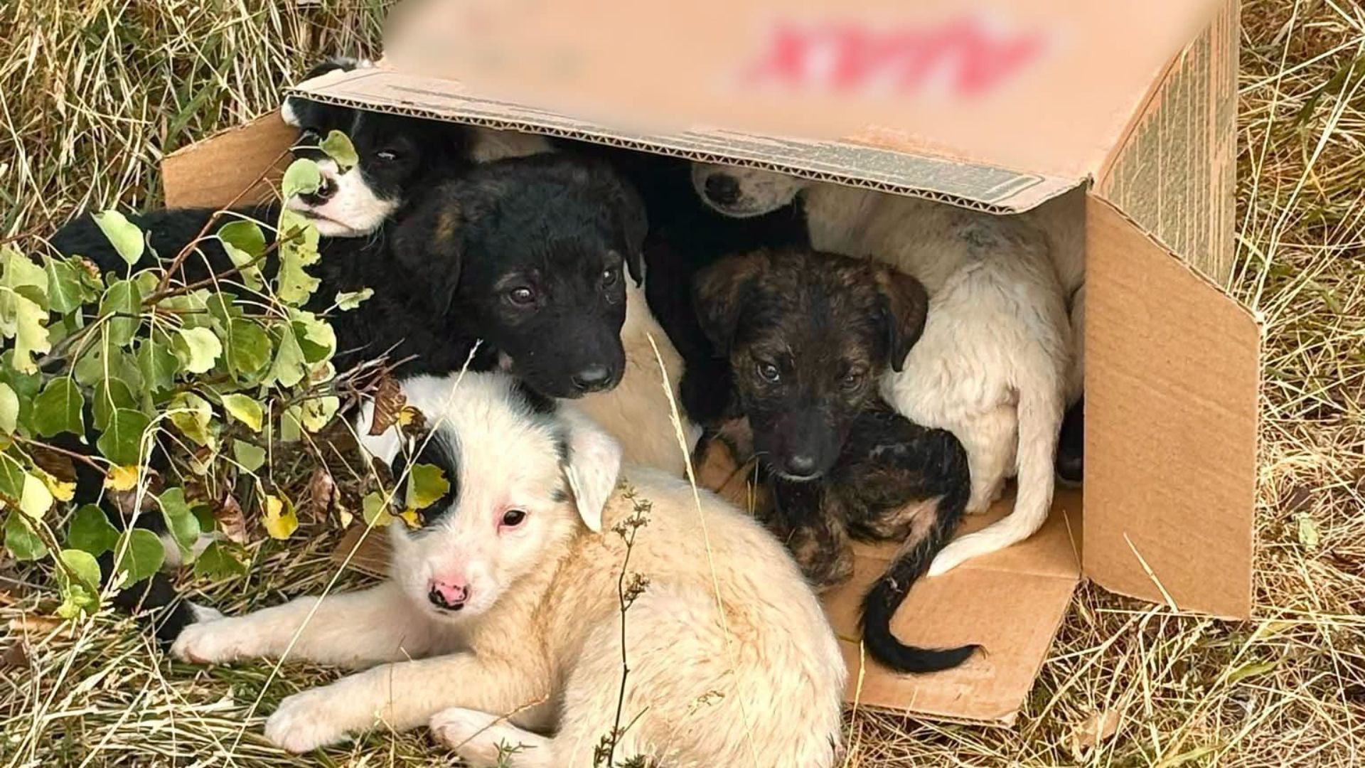 Gestul care a salvat 8 suflete in Cluj Doi tineri au gasit catelusii abandonati intr o cutie de carton si au sunat la Politie Ce s a intamplat cu ei