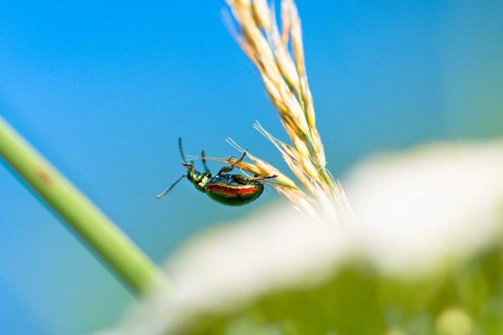 Invadatorul perfect capabil sa provoace epidemii se raspandeste la nivel mondial Pierderile ajung la miliarde
