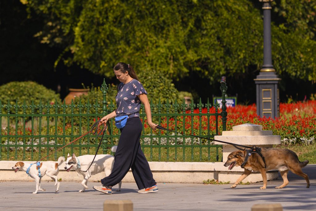 Noi politici implementate prin Codul Urbanismului crescerea spatiilor verzi si conditii imbunatatite pentru pietoni si biciclisti