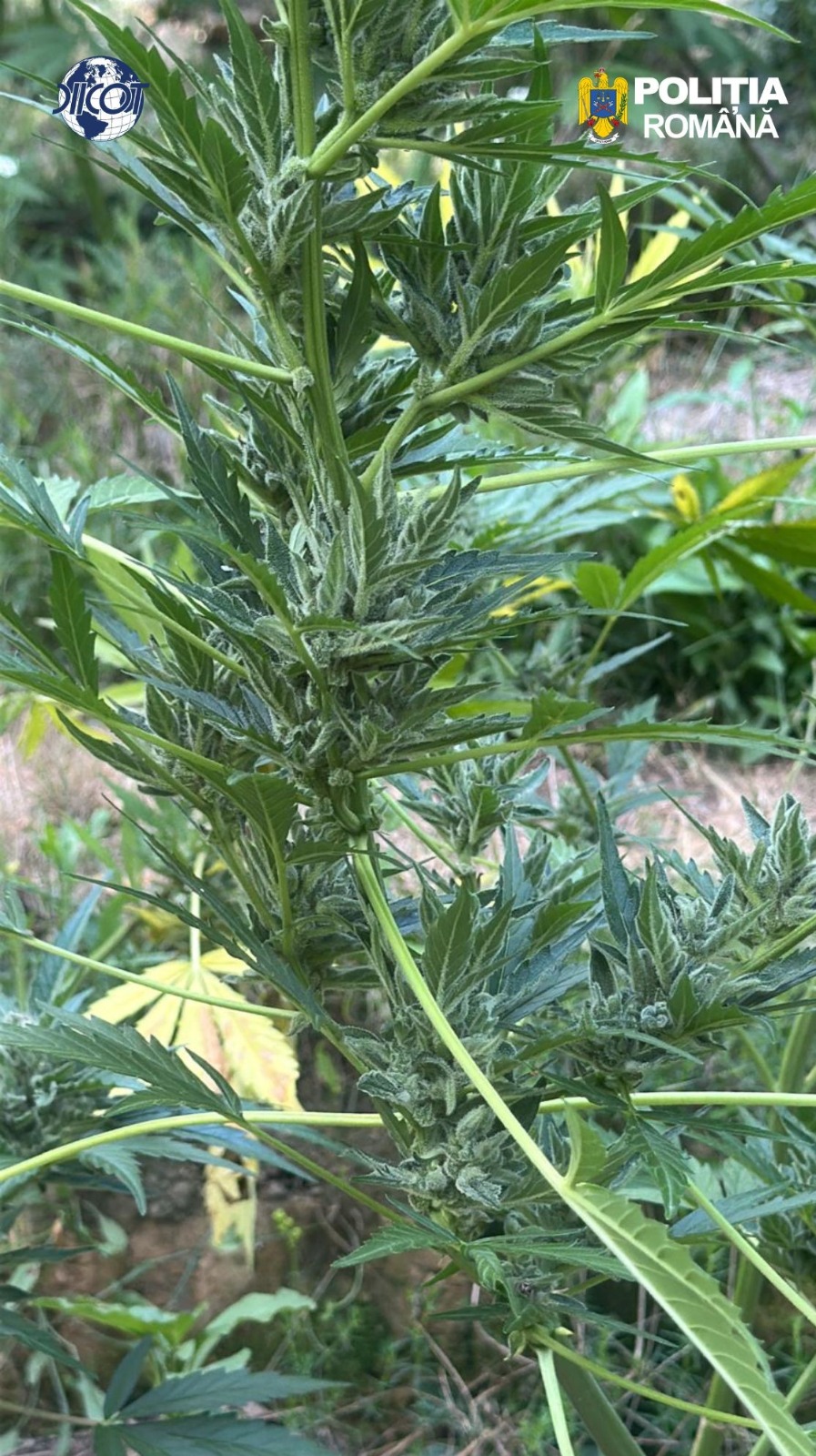 Peste 100 de plante de canabis cu o greutate totala de 65 de kilograme gasite in Arad