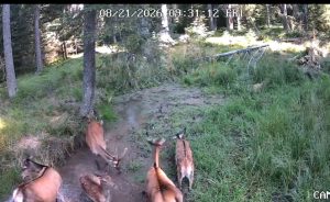 VIDEO O multime de caprioare adorabile au gasit strandul perfect in Cluj E destul de aglomerat in apa dar te obisnuiesti fiindca e foarte cald la Cluj monser