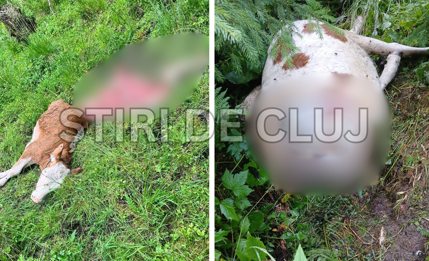 VIDEO Un lup ataca o ferma din Cluj Doi vitei ucisi in doar o saptamana Nu stim ce sa facem nu mai avem din ce sa traim