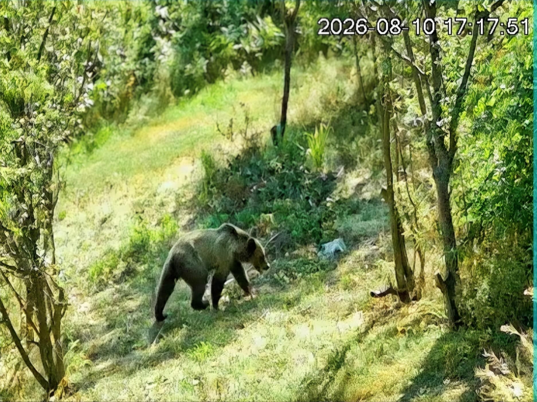 VIDEO Urs in Cluj Animalul a fost surprins de camerele de supraveghere intr o livada de langa casele oamenilor Primarul Nu sau inregistrat daune