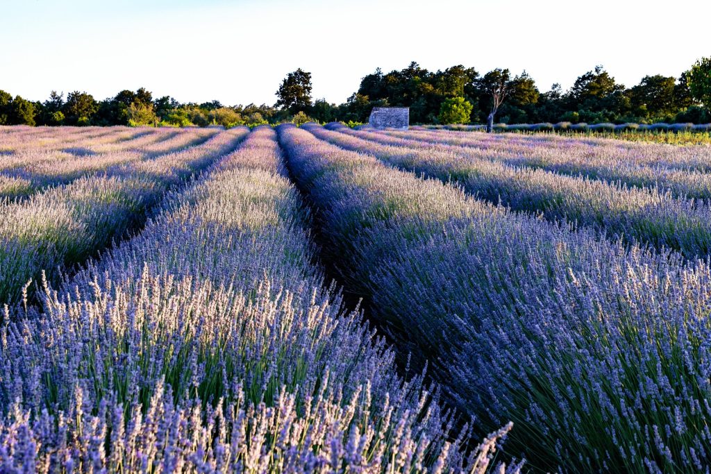 Vesti bune pentru micii fermieri si floricultori statul ofera finantari suplimentare de 113 milioane de euro