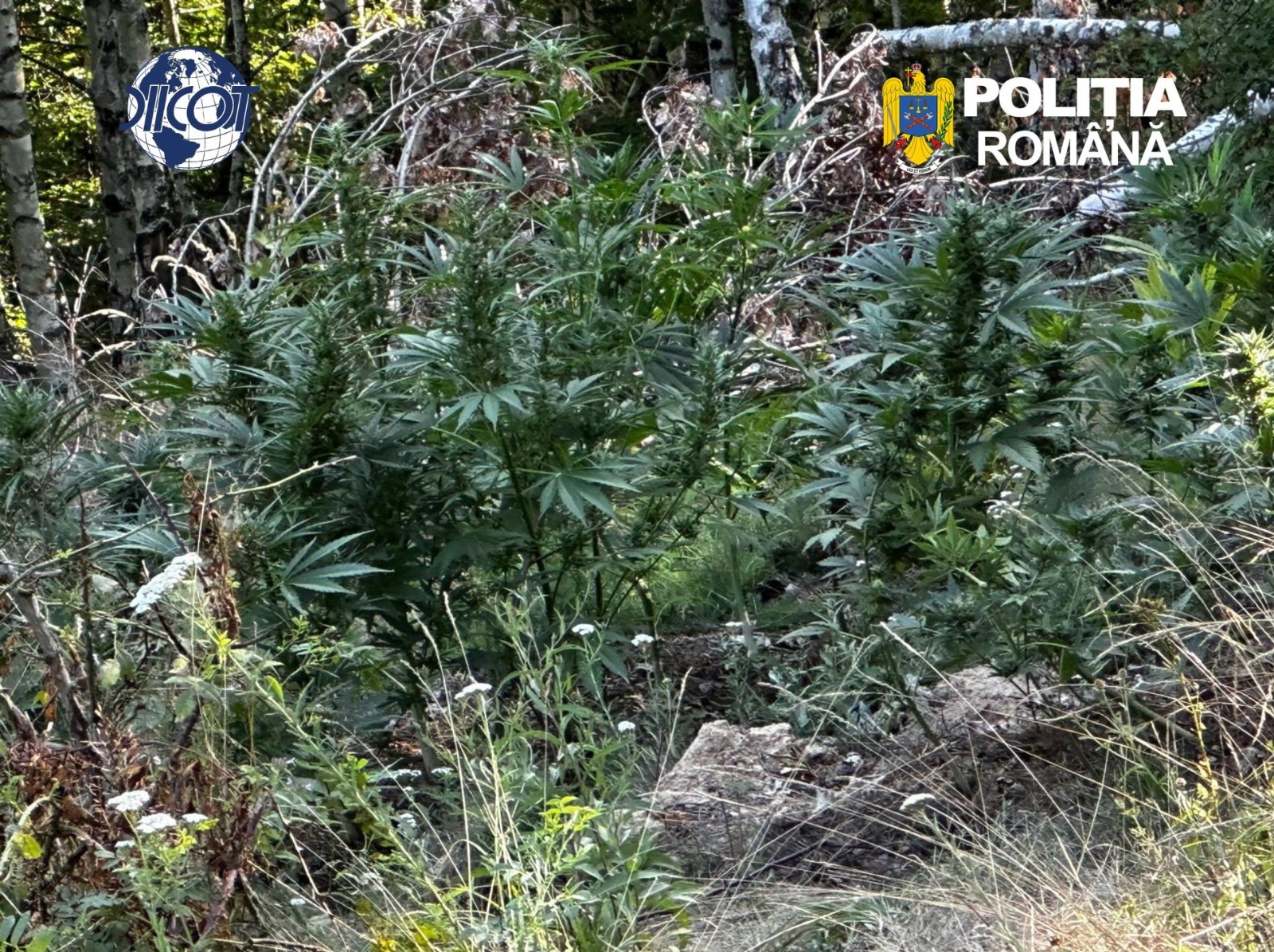 canabis cultivat in mijlocul unei paduri de mesteceni din covasna un barbat a fost arestat