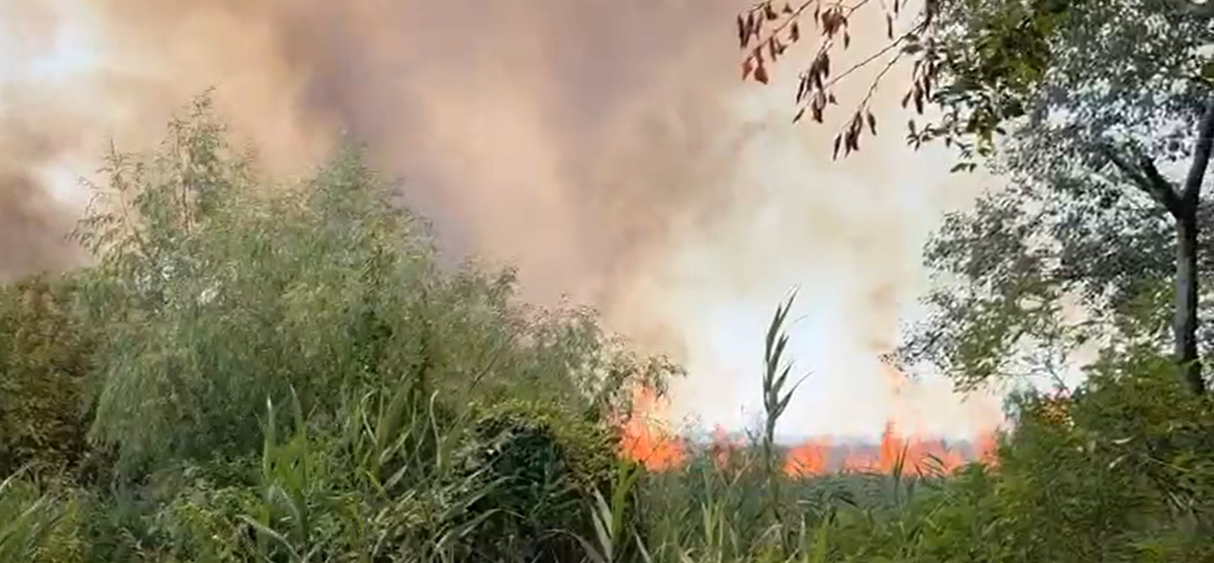 incendiu devastator in delta dunariei 700 de hectare de vegetatie uscata si padure afectate