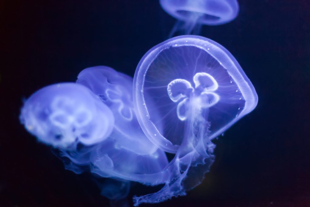 meduzele au dus la oprirea unei centrale nucleare din franta trei reactoare dezactivate