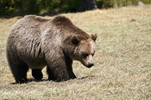 urs observat in miercurea ciuc in zona ciba autoritatile au transmis un mesaj ro alert