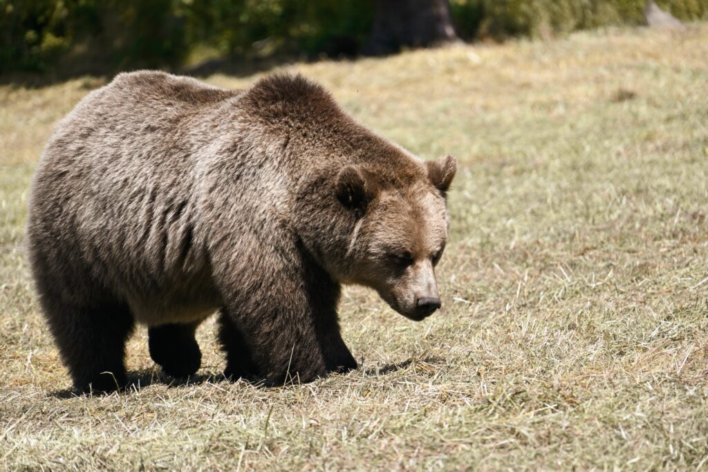 Urs observat în Miercurea Ciuc, în zona Ciba. Autoritățile au transmis un mesaj RO-Alert. 2 urs observat in miercurea ciuc in zona ciba autoritatile au transmis un mesaj ro alert