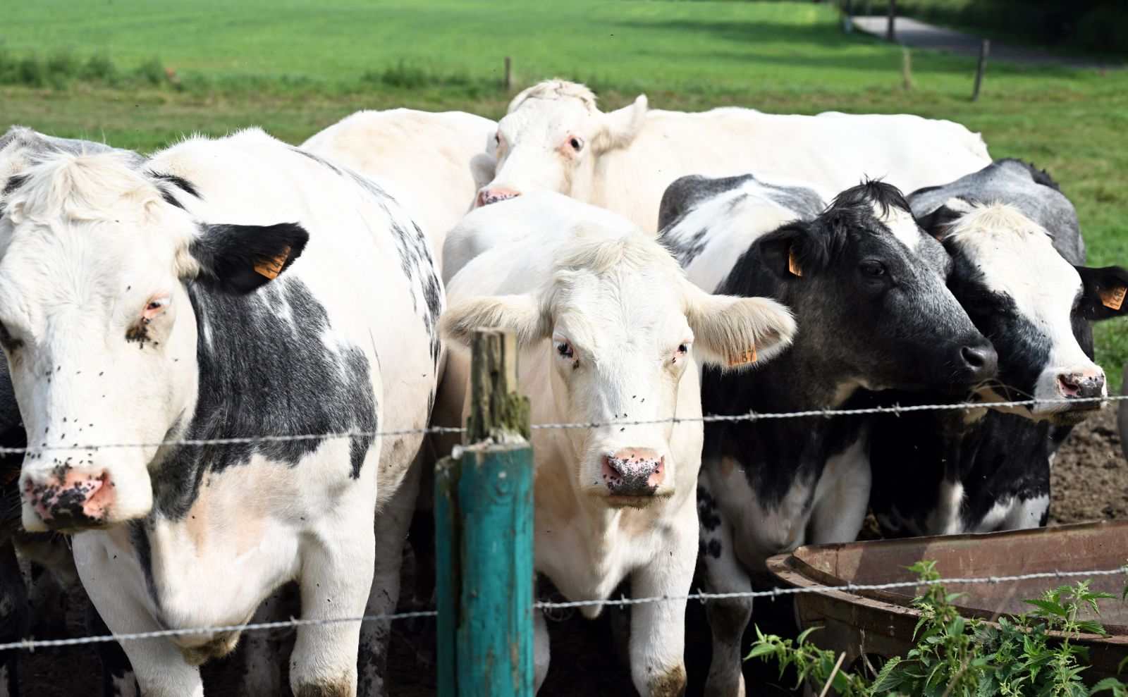 virus necunoscut descoperit la bovine in europa cercetatorii atrag atentia asupra riscului de raspandire rapida