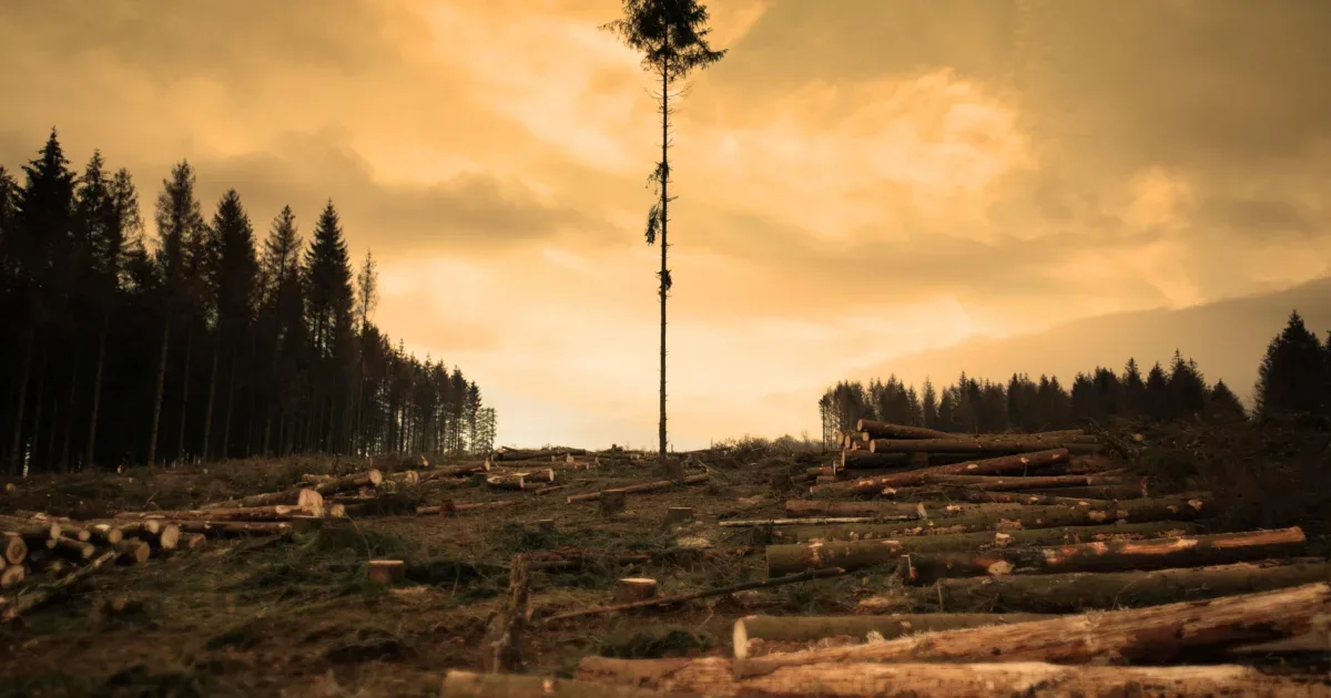 Companie ecologică, acuzată că a tăiat ilegal 250.000 de copaci pentru o clădire