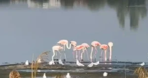 Flamingo roz, tot mai multe exemplare pe un lac din România