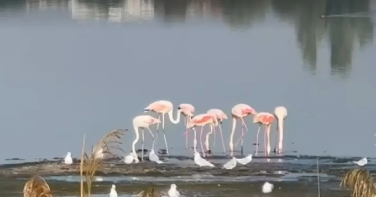 Flamingo roz, tot mai multe exemplare pe un lac din România 2 Flamingo roz, tot mai multe exemplare pe un lac din România
