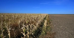 MADR modifică sprijinul pentru fermierii afectați de secetă: porumb și floarea-soarelui