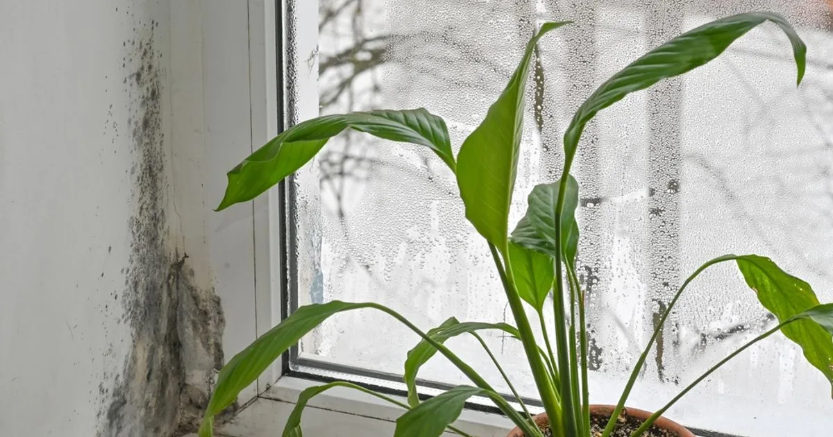 Plante de apartament care reduc umiditatea. Flori pentru a preveni mucegaiul