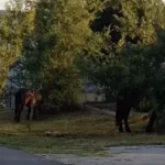 Vă rugăm să așteptați un moment, se încarcă pagina