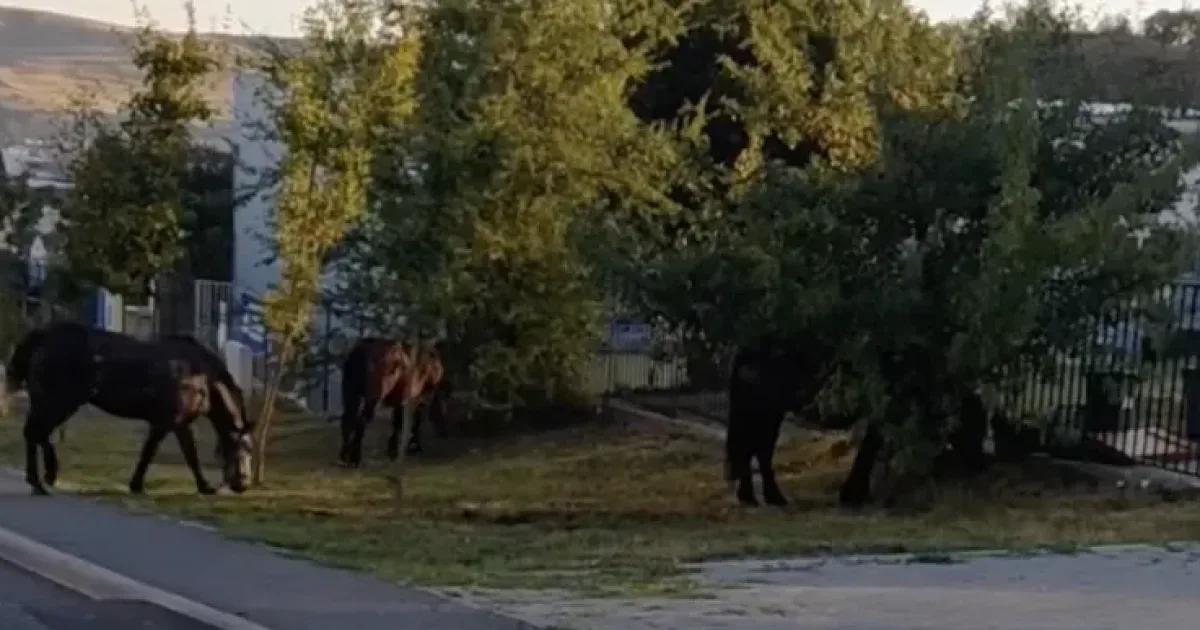 Vă rugăm să așteptați un moment, se încarcă pagina